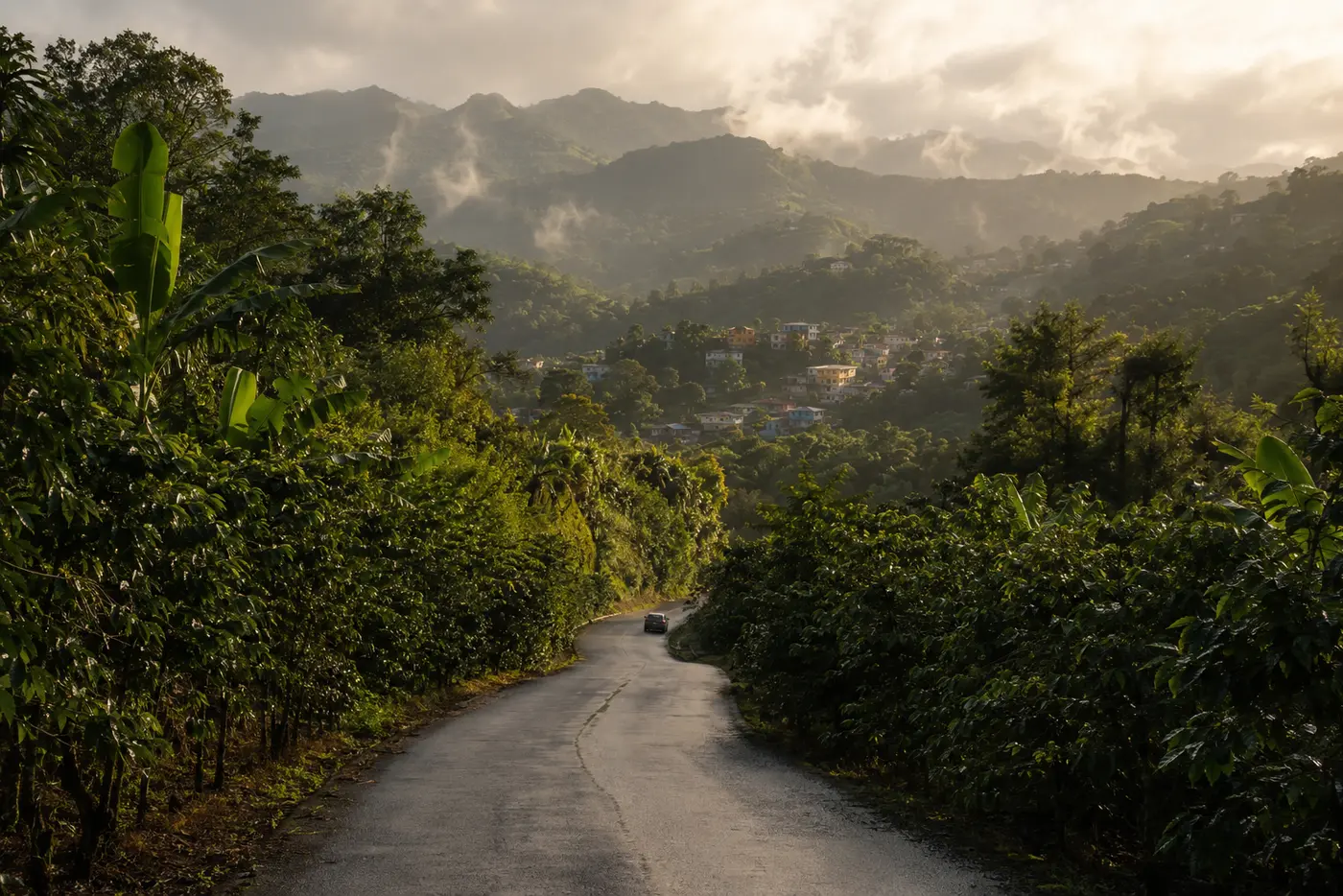 Carretera de montaña entre cafetales y vegetación tropical en Puerto Rico