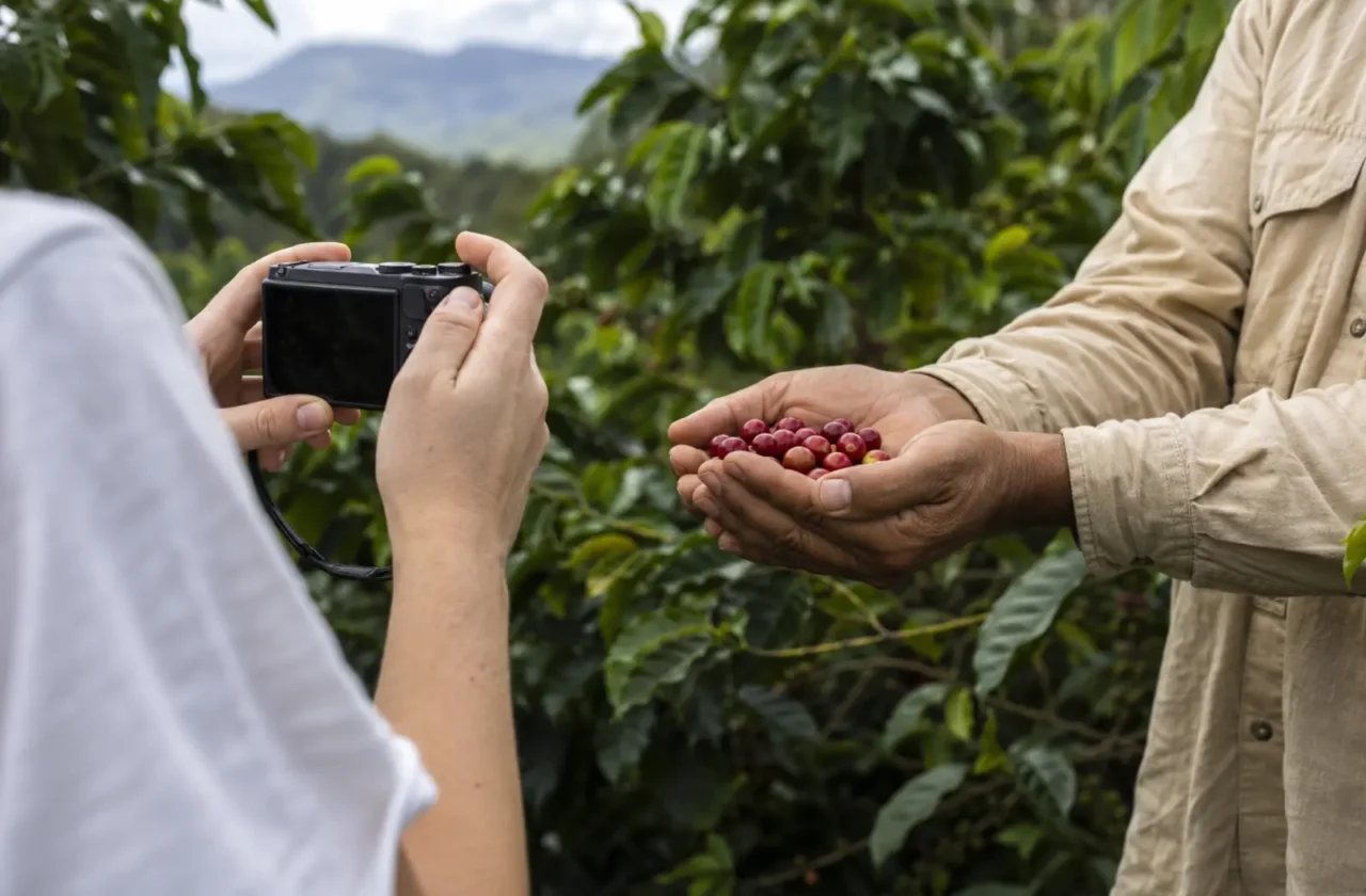 Viajero fotografía con permiso las manos de un caficultor con cerezas maduras