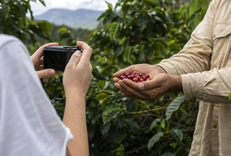 Viajero fotografía con permiso las manos de un caficultor con cerezas maduras